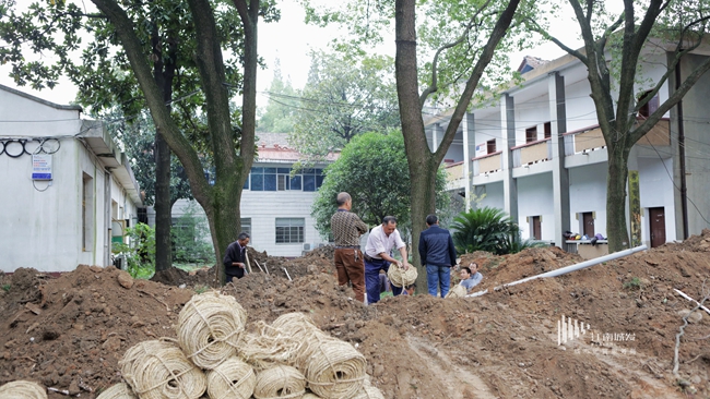 江南城发临江棚改项目树木移栽